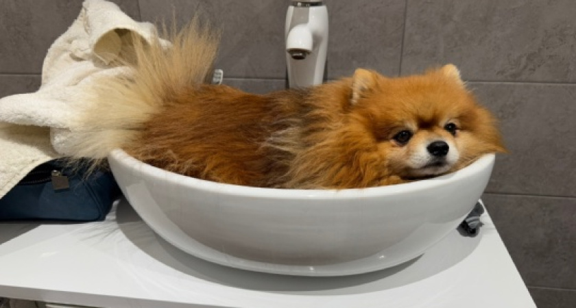 Почему символ из адреса электронной почты @ называют "собакой"? Вы не догадаетесь: история начинается аж в средневековье