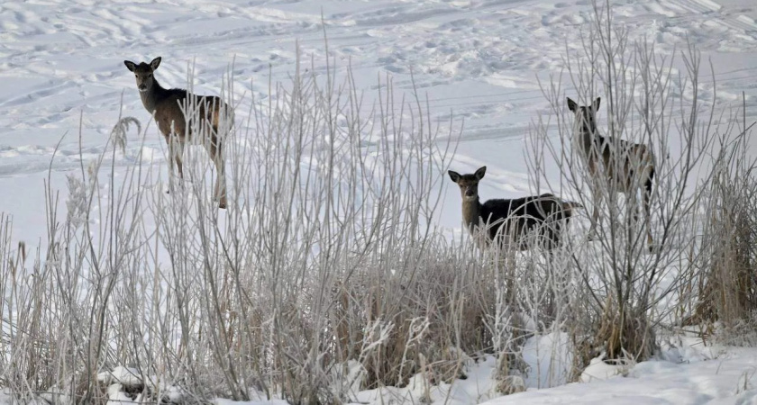 В Тамбовской области усилили работу по отлову диких животных в населённых пунктах