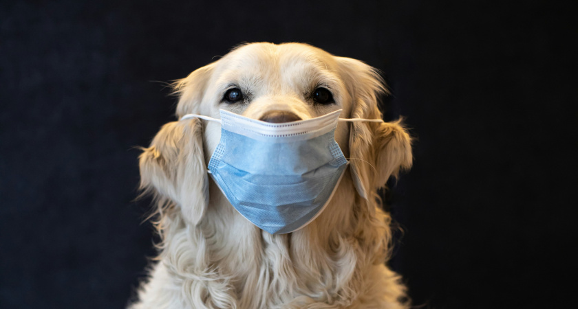 Обязательный учёт собак введут в Тамбовской области с 1 мая 2026 года