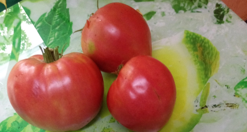 В конце января искала семена помидоров – хохотала до слез: самые смешные названия сортов