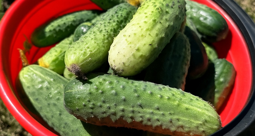 Собираю урожай огурцов ведрами с двух кустов: этот сорт обошёл "Кураж" и "Герман" - честные отзывы садоводов