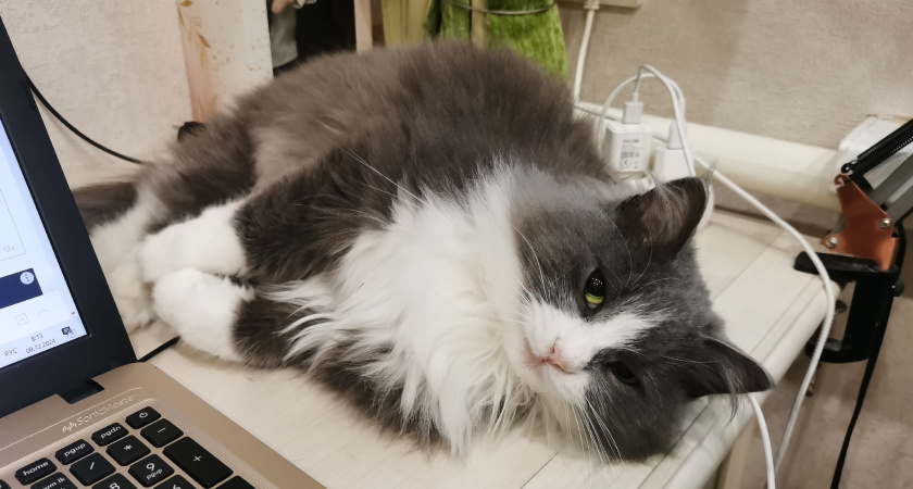 Как кошка показывает, что считает вас своими "мамой" или "папой": стоит знать каждому хозяину