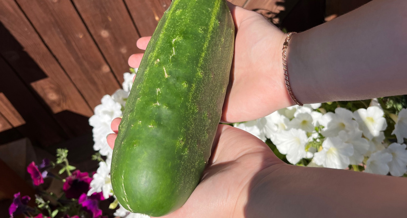 Огурец Закусоныч, патиссоны НЛО и еще 5 нелепых названий семян: и чем только думали агрономы
