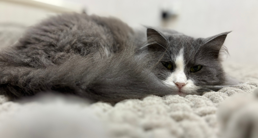 Вернее собаки: названы 4 самые преданные породы кошек — живут в обнимку с хозяином