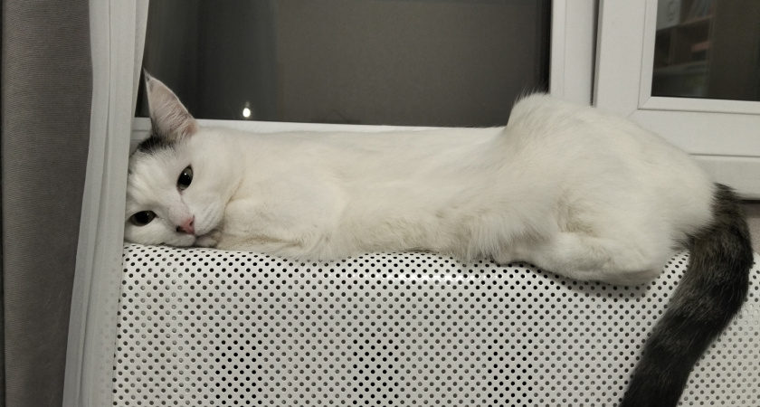 Не линяют, не пахнут и не болеют - 4 беспроблемные породы кошек