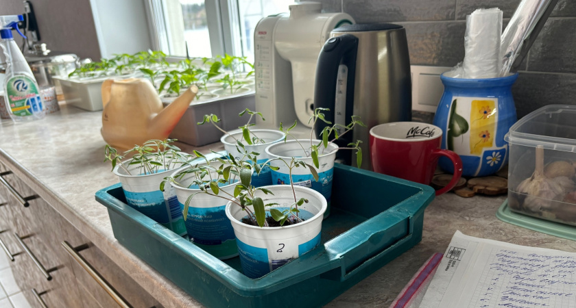 Эту хитрость знают только 10% дачников: в какое место поставить рассаду, чтобы росла крепкой и не вытягивалась