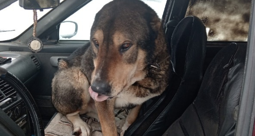 История спасения алабая в метель: как жители Петровского округа объединились, чтобы спасти пса