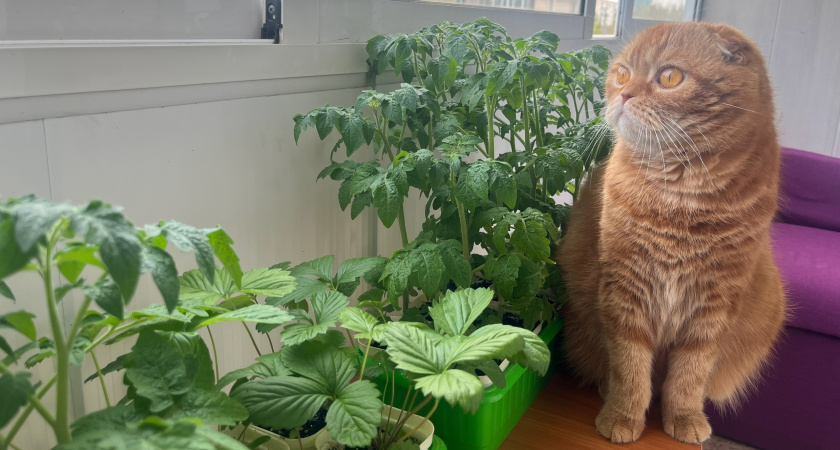 Рассаду давно убрала с подоконника: вот в каких местах квартиры она растет мощной и крепкой