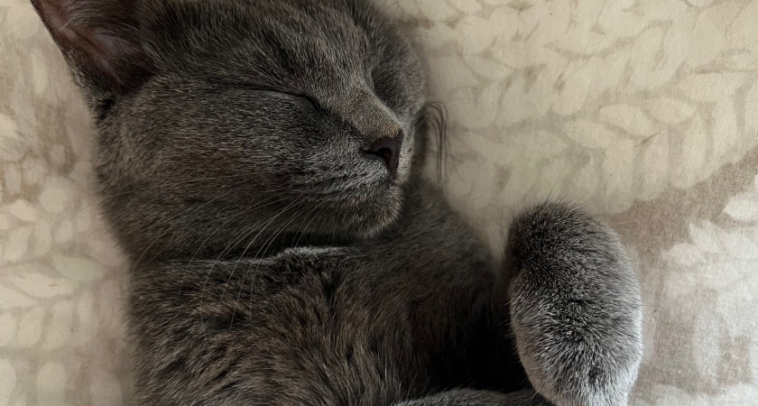 Ходят где вздумается, метят тапки и терпеть не могут людей: самые вредные породы кошек — таких заводить не стоит