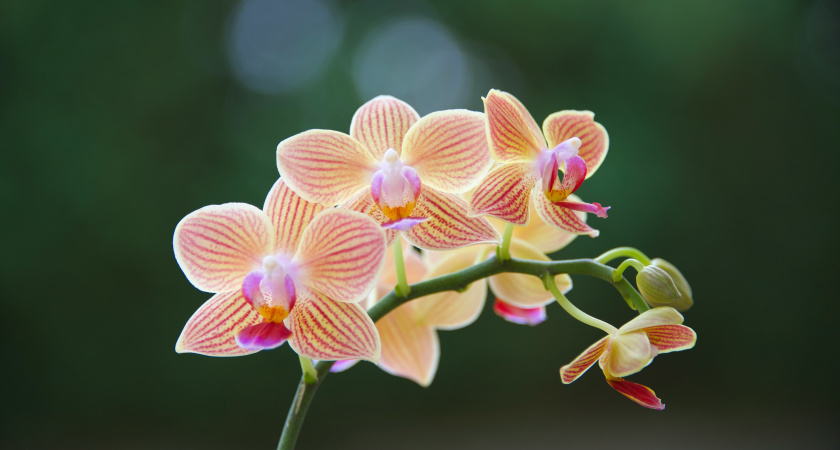 Натираю на терке, жду три часа и поливаю — орхидея цветет как бешеная, выбрасывает бутон за бутоном 