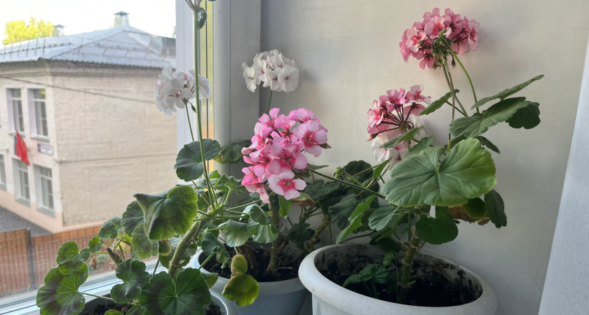 Обрезаю герань в феврале по технике 3-5-7: уже через месяц на подоконнике растет пышный куст - проверенный метод