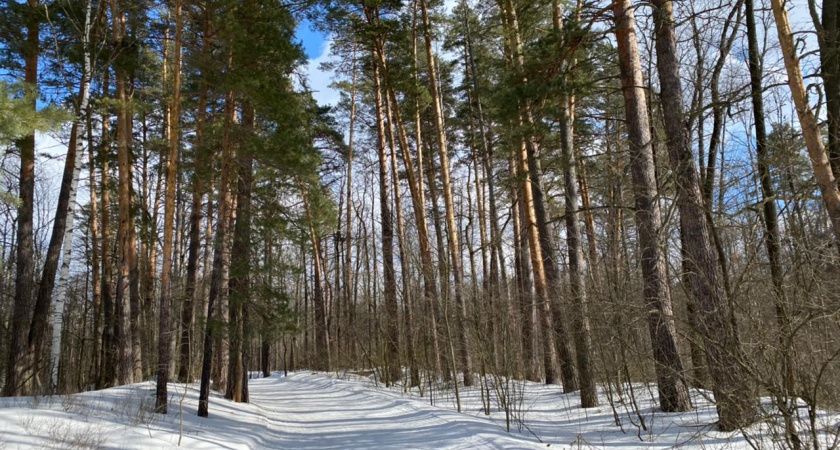В лесах Тамбовской области стартовали масштабные санитарные рубки