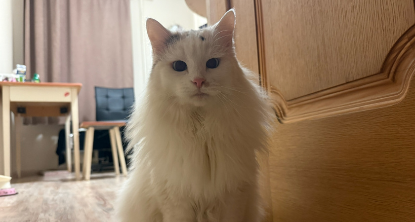 Благодарны ли уличные коты тем, кто их забирает домой. Запомните раз и на всю жизнь