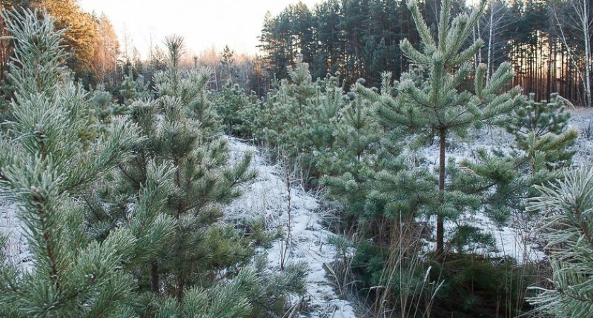 В Тамбовской области стартовали масштабные работы по восстановлению лесов