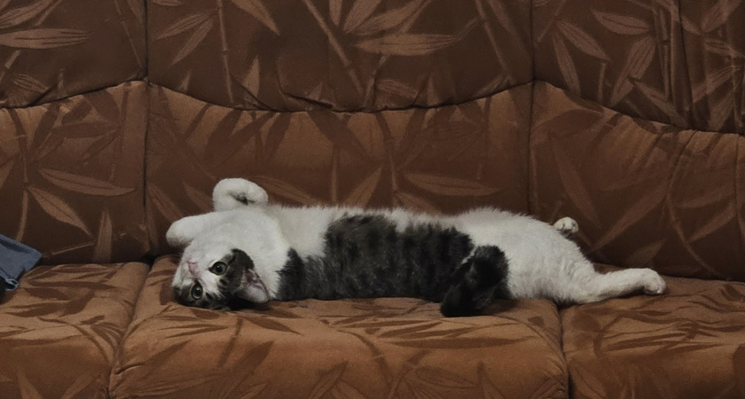 Как кошка "говорит", что ей больно: запомните важные сигналы для хозяев раз и навсегда