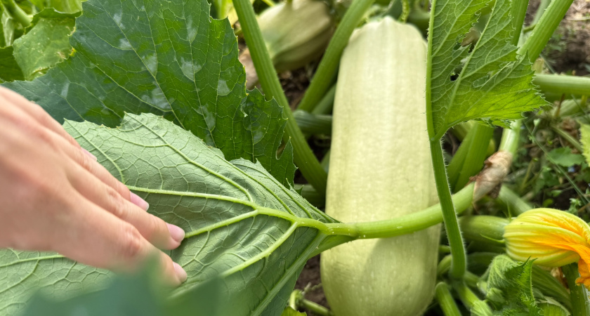 Садоводы, огурцы и кабачки посадите новым способом: соберете обалденный урожай - и место сэкономите