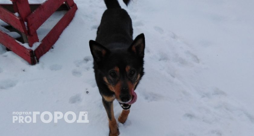 В Тамбове на программу по поимке и уходу за безнадзорными животными направлено 8,5 миллиона рублей