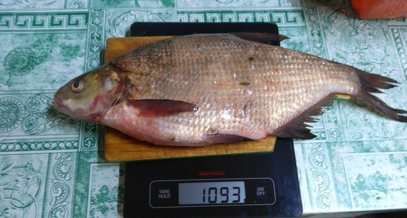 Любую рыбу чищу руками быстро без ножа и кипятка: испанский метод, который обожает моя бабушка (она и меня научила)