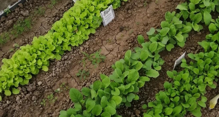 Не укроп и не петрушка: ученые назвали самую витаминную зелень - борется с раком и защищает сердце