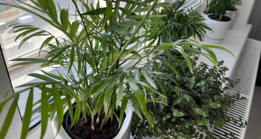 Щепотка в воду для полива: комнатные цветы зеленеют и пышут здоровьем - больше никакого белого налета на земле