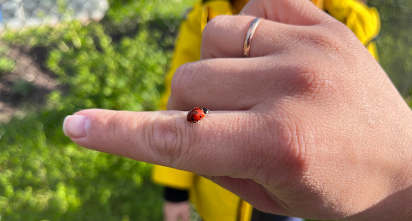 Дачники, не травите - а привлекайте: какие обитатели сада избавят посадки от вредителей - бесплатно