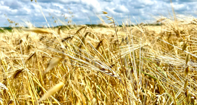 Экспорт продукции АПК Тамбовской области в 2025 году вырос на 30 процентов