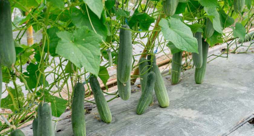 Сажаю один раз - урожай собираю до самых холодов: огурцы с мощным иммунитетом и рекордной отдачей