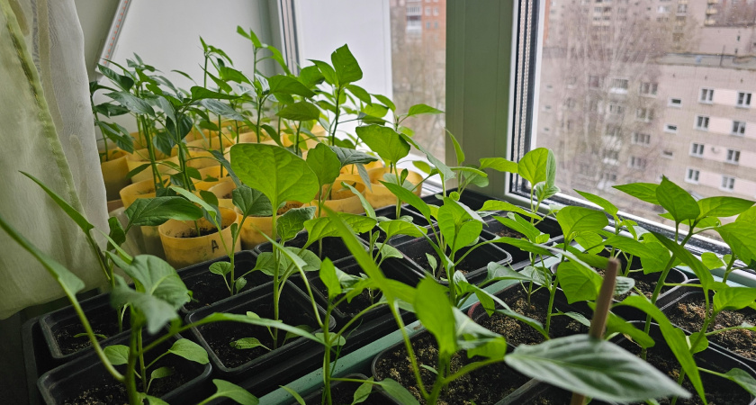 Сею перец на рассаду в эти даты: урожай в 2 раза больше обычного