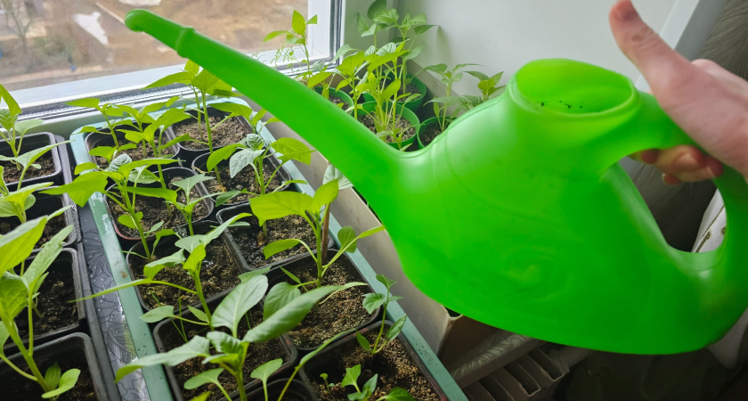 Третий год рассаду в землю не сею: нашла способ лучше - жаль, что раньше об этом не знала и мучилась