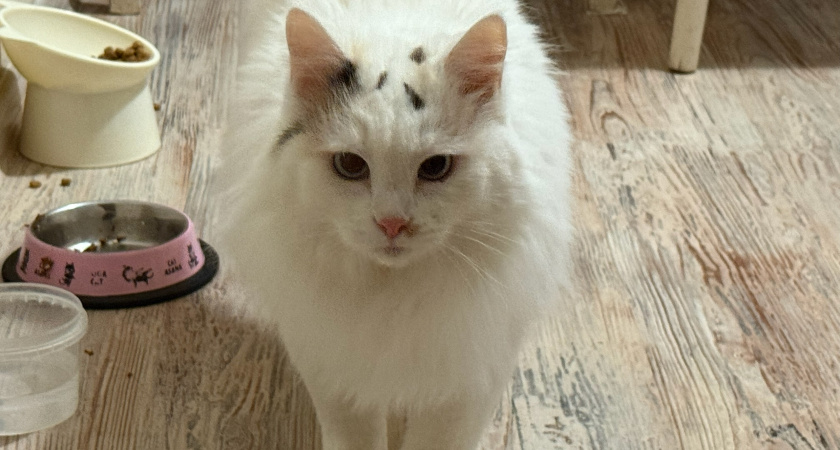 Беру сразу 10 пачек: эти влажные корма для кошек рекомендует Роскачество - и пушистик обожает