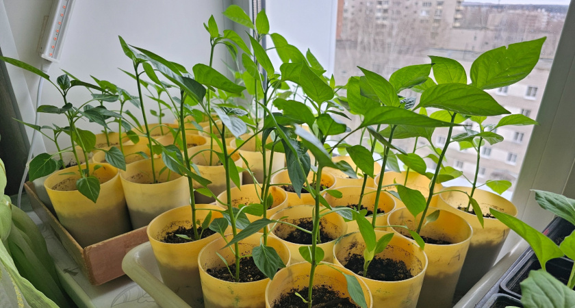 Садоводы, не делайте этих ошибок при посеве перца в феврале: рассада вытянется даже с фитолампой - вот что стоит учесть