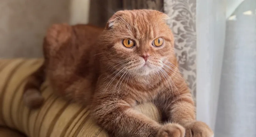 Сколько лет могут прожить кошки в домашних условиях? Это стоит знать каждому хозяину хвостатого