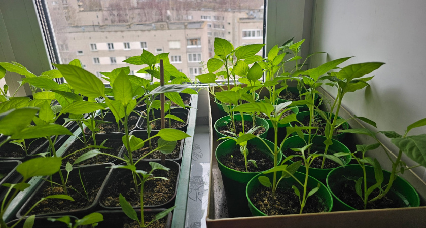 Больше никаких стаканов и горшков: сею рассаду только в эти "домики" - огурцы, помидоры и перцы их обожают