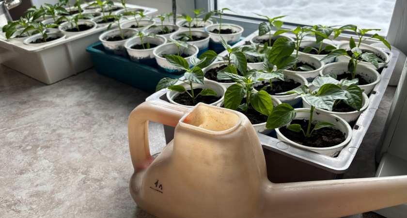 Посев рассады начинаю только с лавровым листом: идеальный стимулятор и защитник от болезней