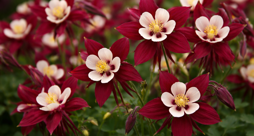 Кидаю щепотку семян в снег в конце февраля - в июне сад утопает в алых шапках: чудо-многолетник для красивого сада