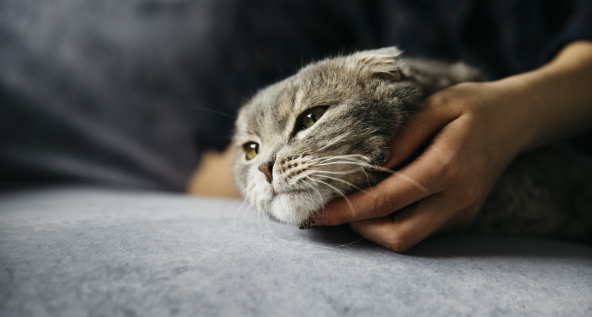 Почему кошки уходят и прячутся перед смертью - что они чувствуют в этот момент на самом деле