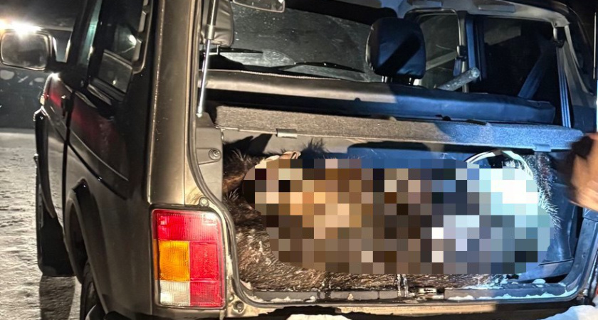 В Петровском районе расследуют дело о незаконной добыче дикого кабана