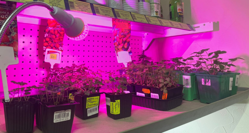 Розовые лампы для рассады больше не включаю — выбираю другое освещение: теперь растения развиваются правильно