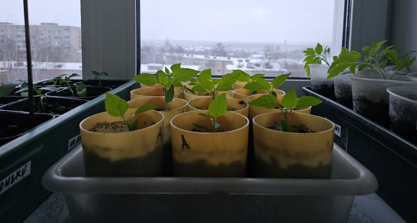 Всходы уже через 48 часов: как правильно замочить семена для рассады и не потерять ни одного - советы агрономов