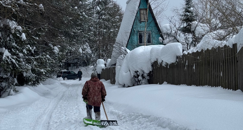 Дачники, с марта за эти деревья на участке будут наказывать - штраф до 700 тысяч