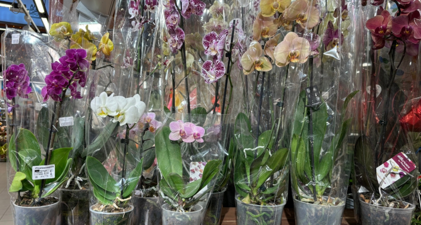 Почему нельзя дарить цветы в горшках - запомните раз и на всю жизнь