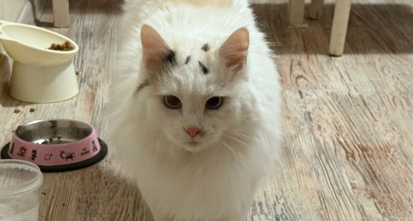 Безопасные и надежные: в Роскачестве назвали влажные корма для кошек, которые можно покупать смело