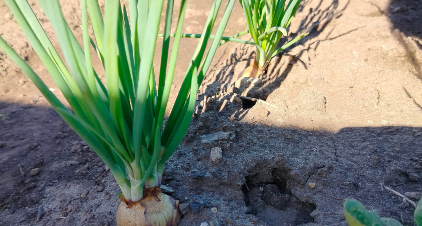 Перья лука больше не желтеют: одна простая подкормка в начале сезона спасает грядку от болезней