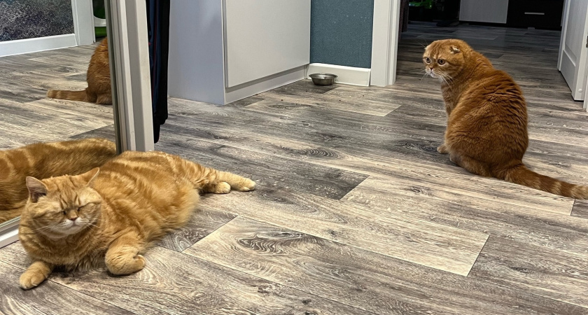 Дома две кошки и собака, а шерсти нет: знаю 4 способа, как ее быстро убрать - делюсь