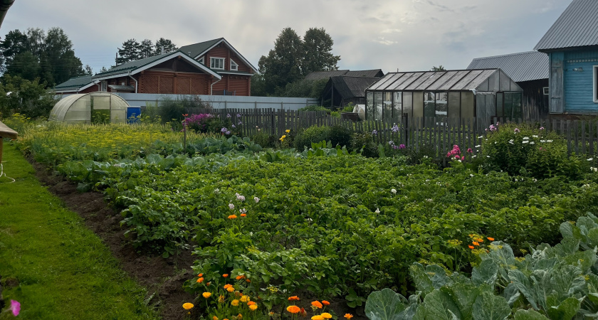 Не ешьте эти овощи после 60: ученые выяснили, как 4 привычных овоща с огорода сокращают жизнь