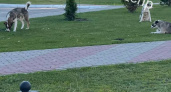 В центре Тамбова стая собак пугает прохожих: жители жалуются на ночные вылазки у Сбера