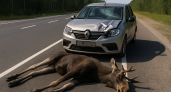 На Северном обходе Тамбова лось вышел на трассу и погиб под колесами Renault Logan