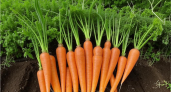 Раскидайте на грядке с морковью такой порошок - увидите какой крупной и ровной она вырастет
