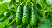 2 копеечных аптечных таблетки — и огурцы растут как на дрожжах: эффект мгновенный