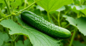 На ведро воды щепотка такой приправы, и огурцы больше не болеют: все огурчики вырастают как на подбор